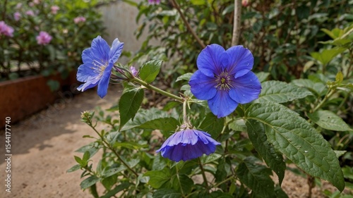 neekantha or purpl e blue flower in a garden