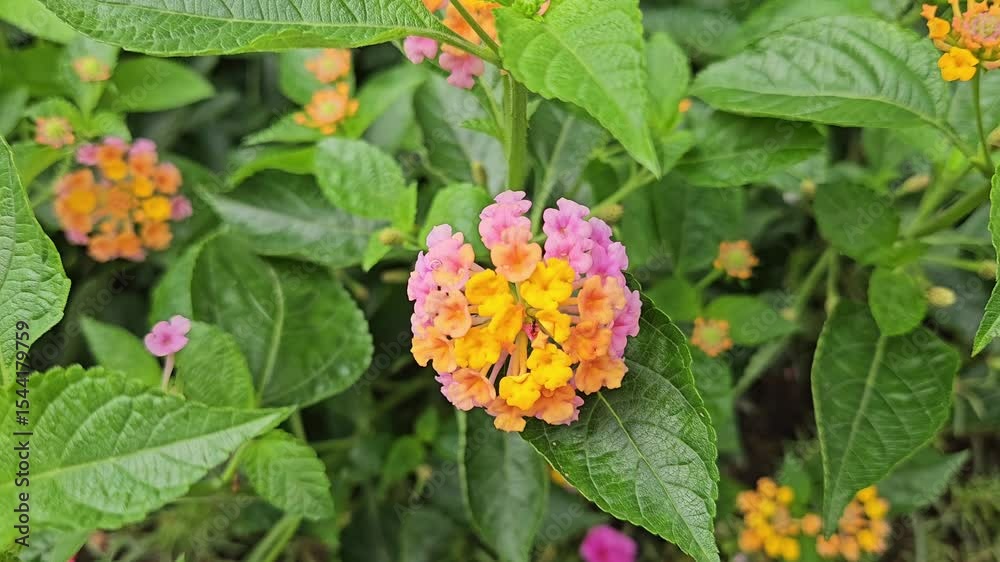Close-up of wild Lantana Camara flowers with a mix of pink and yellow, blooming among the garden bushes. Close-up of wild Lantana Camara flowers with a mix of pink and yellow, blooming among the garden bushes.