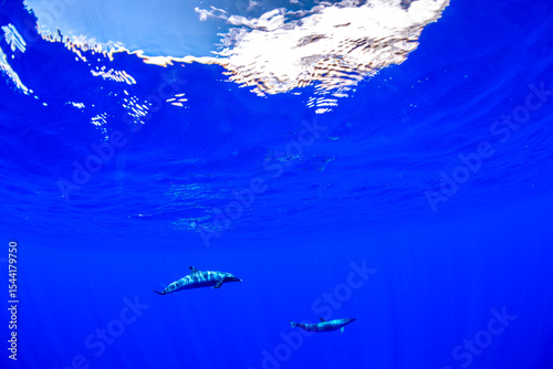 A pod of Pantropical Spotted dolphins glides through the deep blue waters off the coast of Hawaii. photo