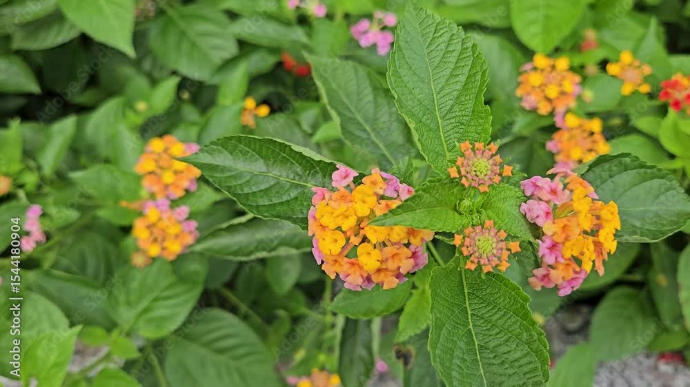 Close-up of wild Lantana camara flowers with pink and yellow petals, growing naturally among the garden shrubs.