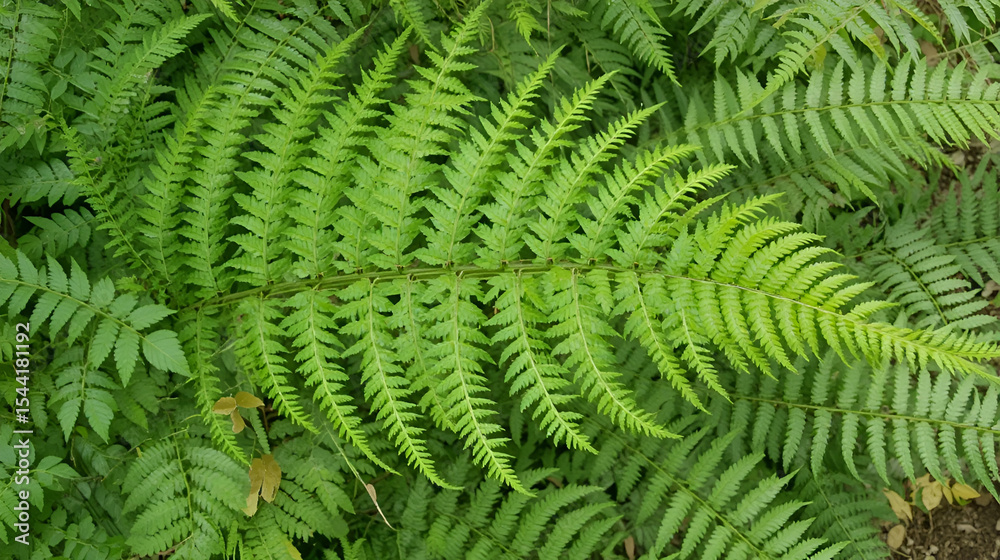Fertile fronds of royal fern, White Memorial, Litchfield, Connec Fertile fronds of royal fern, White Memorial, Litchfield, Connec