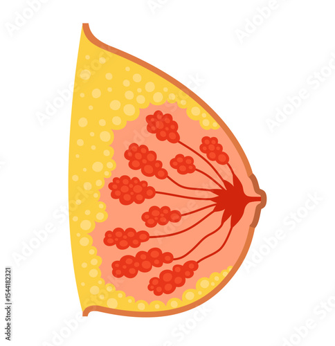 Female breast in section cartoon stylized vector illustration. Anatomical bosom mammary gland organ symbol on white background. Drawing human breast bust medical diagnostic education design