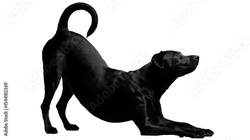 A shiny black labrador retriever stretching with a white background behind it