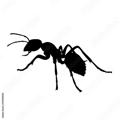 black ant vector