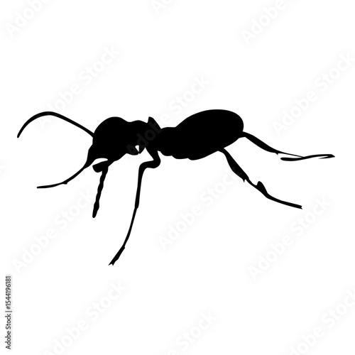 black ant vector