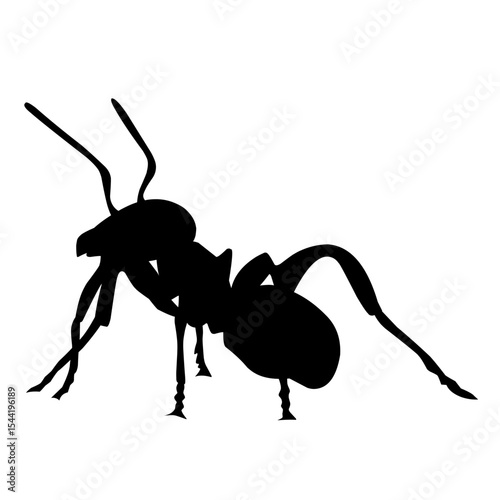 black ant vector
