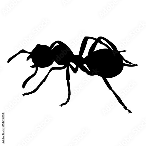 black ant vector