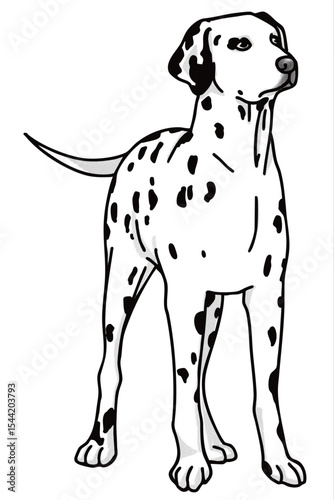 ダルメシアン　dalmatian　犬のイラスト　白黒