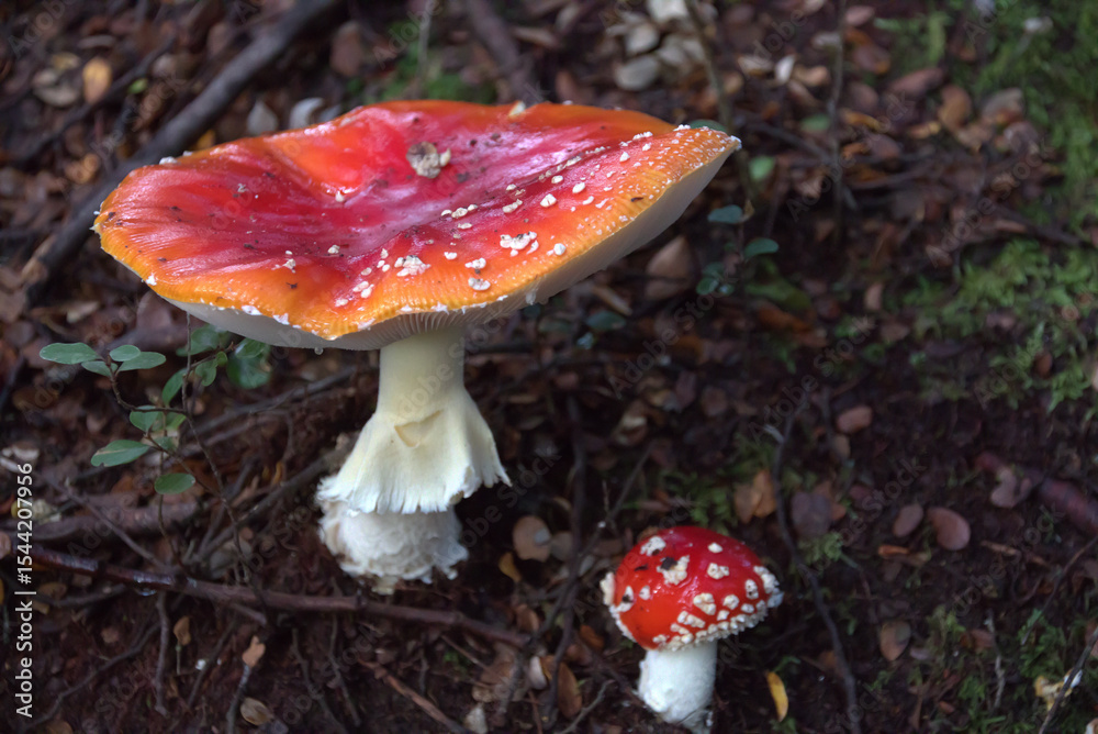 Fototapeta premium Close up of a mushroom