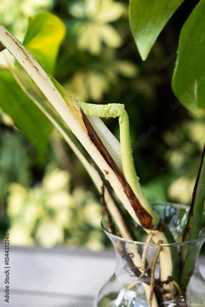 Φωτογραφία Close-up of a new Monstera deliciosa leaf unfurling, with visible white and green stem, and a partially opened rolled leaf