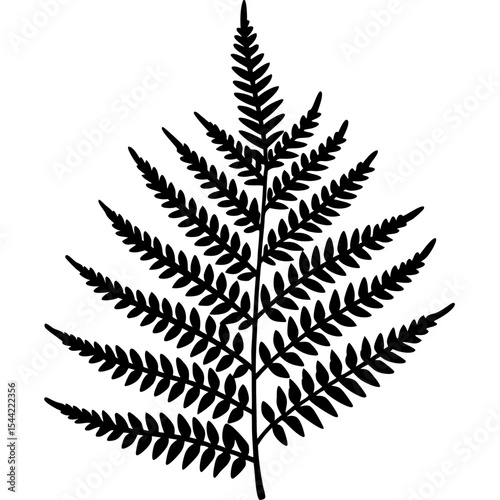 Clean Fern Illustration