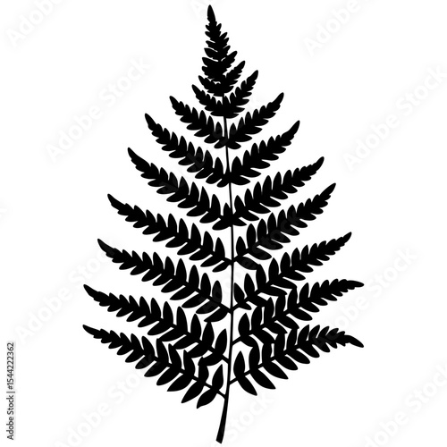 Clean Fern Illustration