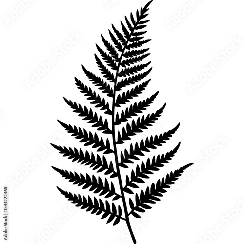 Clean Fern Illustration