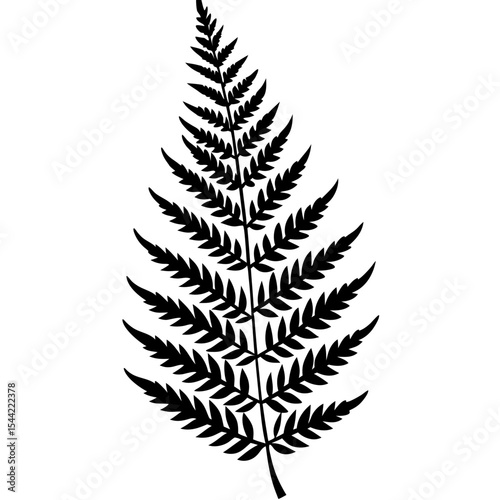 Clean Fern Illustration