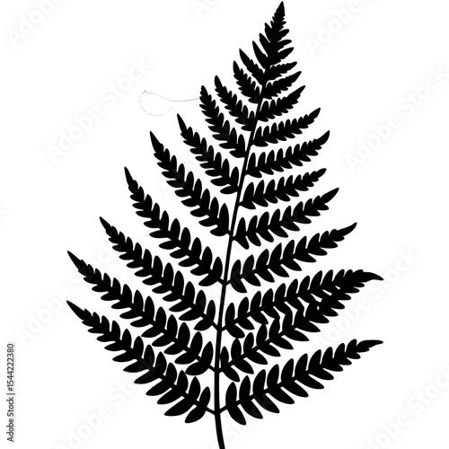 Clean Fern Illustration