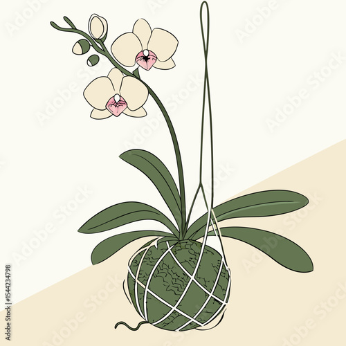 Minimalist botanical illustration. Elegant kokedama with blooming Phalaenopsis orchid hanging on white background. Perfect for nature, decor, and eco-home visuals