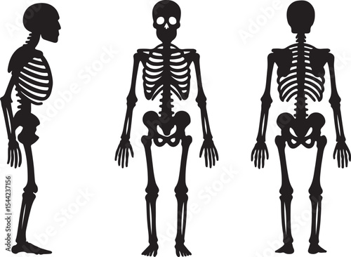 Human skeleton silhouette icons set side, front and back views vector art illustration