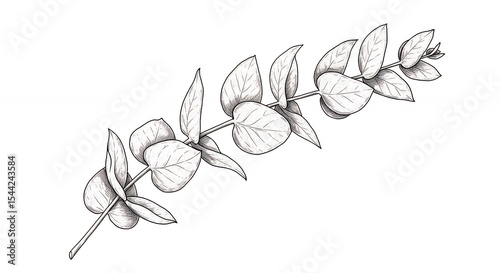 Botanical line drawing eucalyptus branch