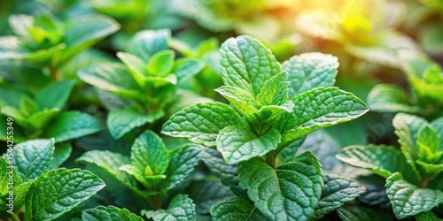 Close-up of fresh peppermint leaves growing in a vegetable plot with lush greenery and vibrant flowers surrounding them