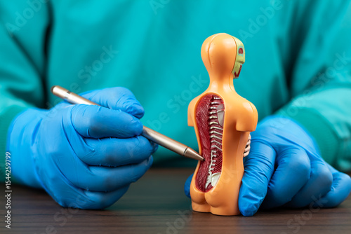 The doctor points to the lumbar region on a human anatomical model during a medical consultation. Concept of lower back pain, clinical diagnosis, spinal health, and preventive medicine.