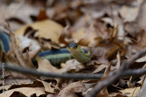Garter Snake Close Up at Seven Lakes State Park, near Holly, Michigan.