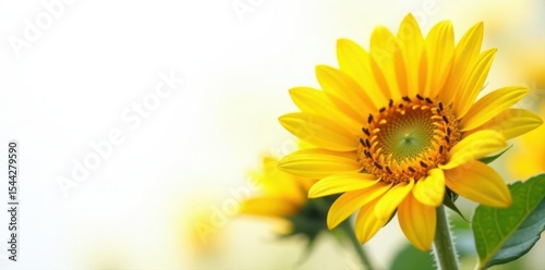 Vibrant sunflowers, bright yellow petals, pristine white backdrop, HD, field