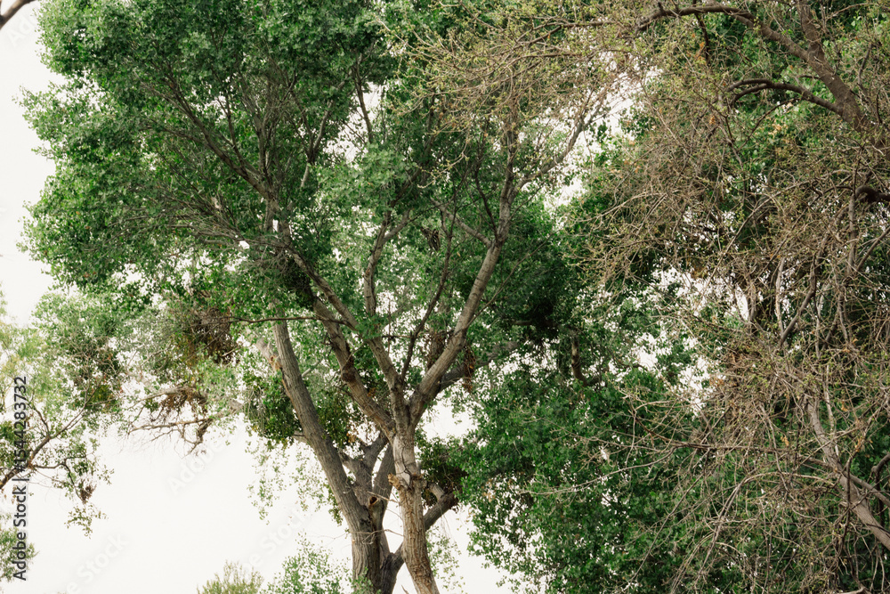 Fototapeta premium tree in the park