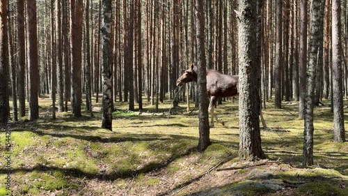 A curious full-length moose calf in a summer pine forest. a artiodactyl animal.