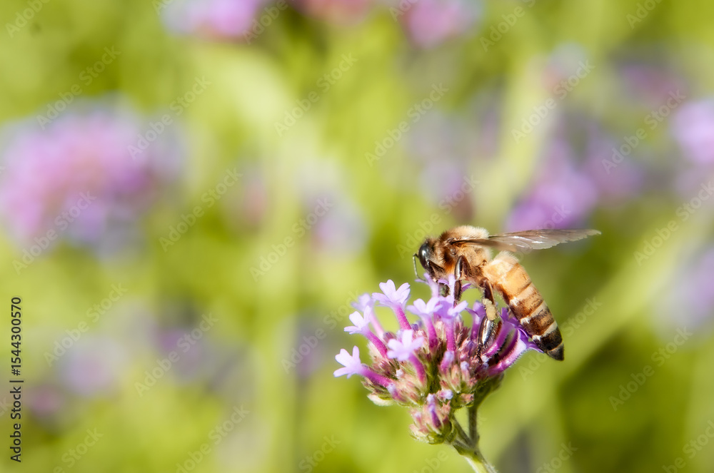 bee on pink flower bee on pink flower