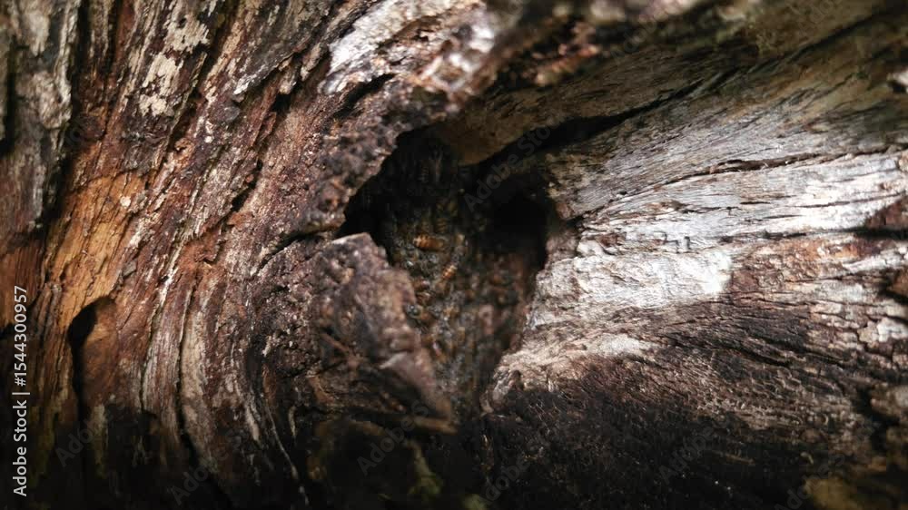 Beehive nestled within the cavity of a tree bark, offering a glimpse into the secret world of nature's buzzing wonders.
Beehive nestled within the cavity of a tree bark, offering a glimpse into the secret world of nature's buzzing wonders.