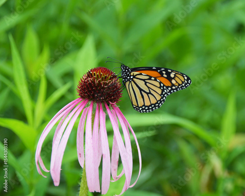 Monarch butterfly clinging to a tall Purple Coneflower