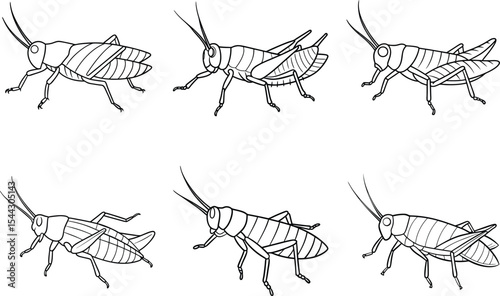 Grasshopper outline Illustration Design Bundle