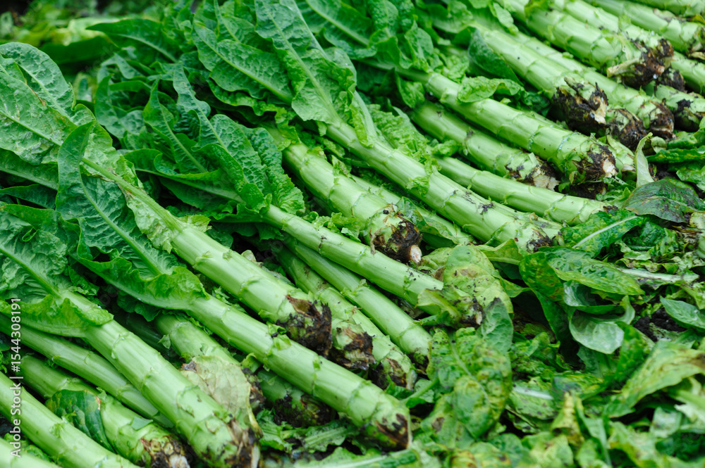 Fototapeta premium Harvest green stem lettuce crops in the field
