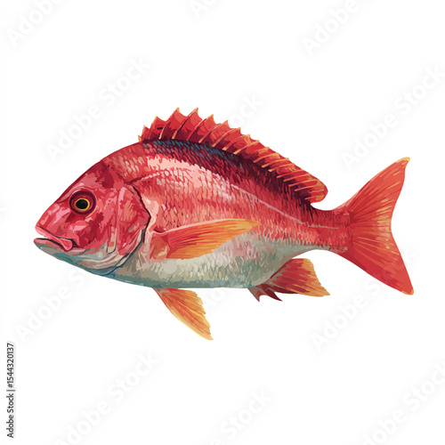 fish isolated in White Background, fish vector, Flat lay vector illustration
