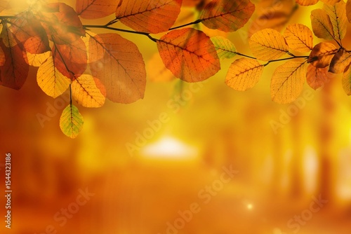 Flat design scene is showing tree branch holding autumn leaves glowing over sunlit forest path