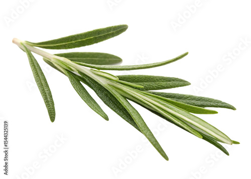 Fresh rosemary sprig isolated on black background