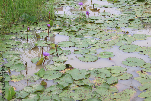 Lotus in a natural pond