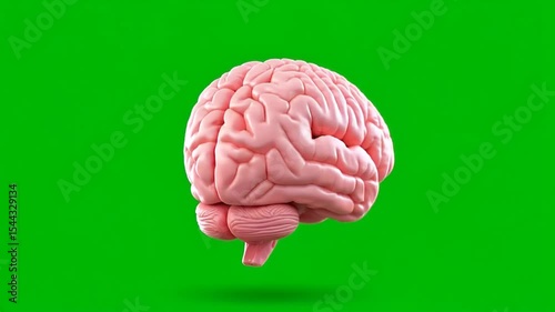 Brain Model Rotating on Green Screen Loop for Medical Concept