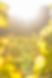 Blurry of autumn trees on a sunny day