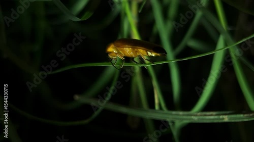 Firefliy, The Lampyridae are a family of elateroid beetles with more than 2,000 described species, many of which are light-emitting.