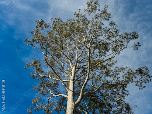 Australian Gum Tree with blue sky background