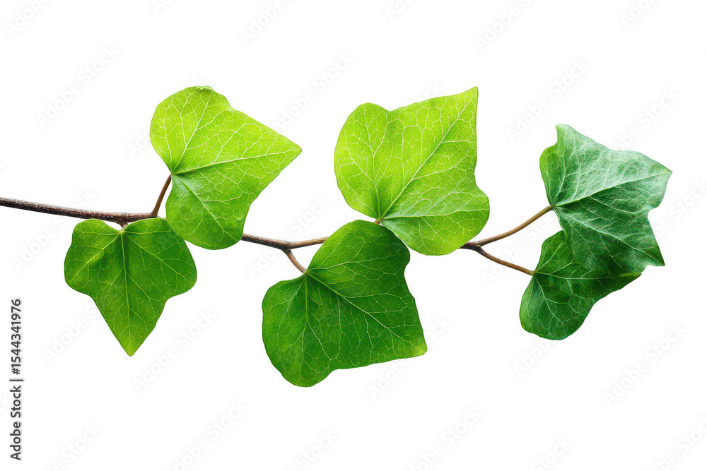 Fototapeta premium Ivy leaves branch close-up (2)