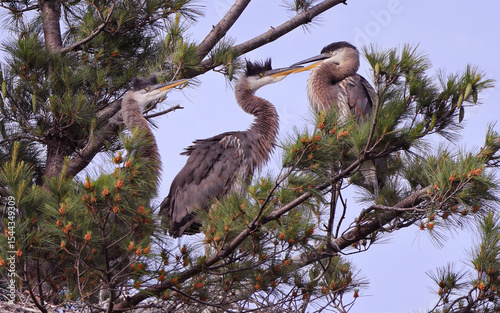 Great Blue Heron babies playing in their nest, Canada