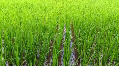 rice field embankments filled with rice plants swaying as the wind blows and passes through the gaps between the rice stalks.