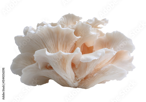 Delicate pink oyster mushrooms isolated on black background, On Transparent Background, Png Image