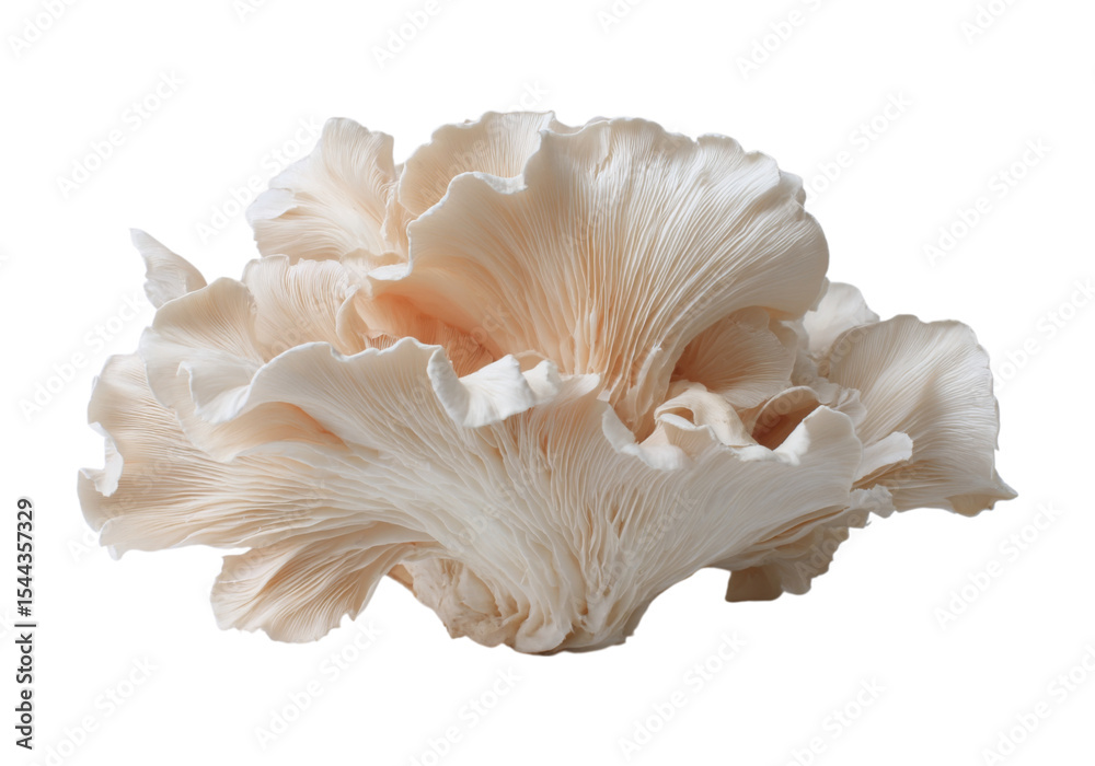 Obraz premium Delicate oyster mushrooms isolated on black background, On Transparent Background, Png Image