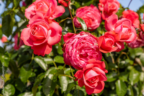 Red roses blooming in garden under cloudy sky