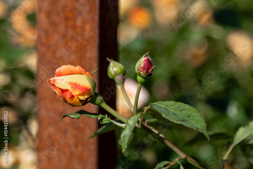Red rosebuds in front of a metal pole in a garden