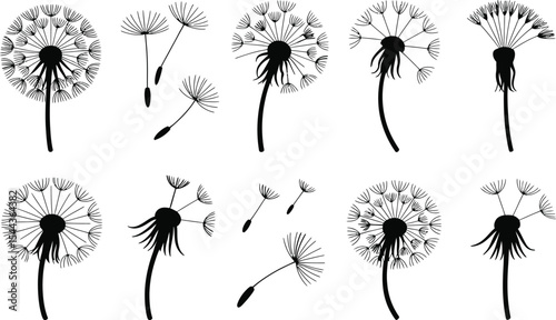 Elegant black and white silhouettes of dandelions showing seeds blowing in the breeze vector illustration