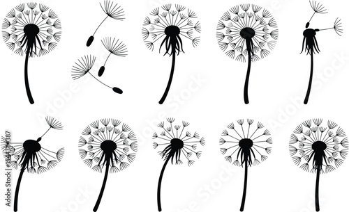 Elegant black and white illustration showcasing multiple dandelion seed heads with flying seeds.